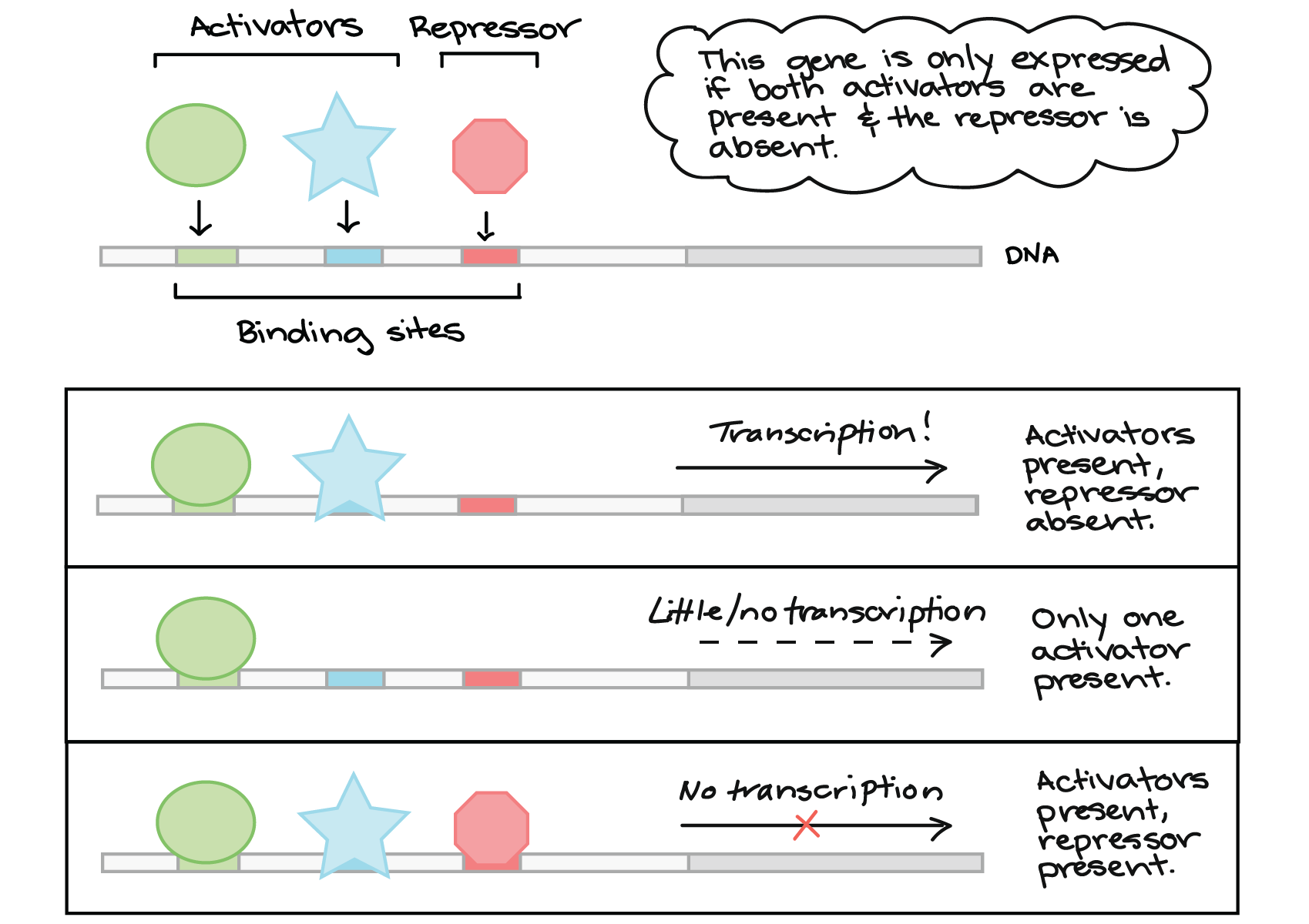 Transcription factors article Khan Academy