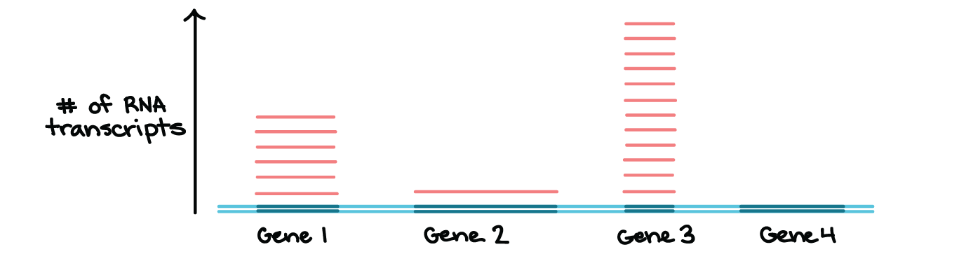 Diagrama mostrando que os genes individuais são transcritos em diferentes quantidades.

Uma região de DNA contendo quatro genes é mostrada, com a região transcrita de cada gene destacada em azul escuro. O número de transcritos de cada gene é indicado acima do DNA (no eixo-Y). Existem seis transcritos do gene 1, um transcrito do gene 2, doze transcritos do gene 3 e nenhum transcrito do gene 4.

Isto não é uma ilustração de  conjunto real qualquer de genes e seus níveis de transcrição, mas ilustra que a transcrição é controlada individualmente para genes e outras unidades de transcrição.