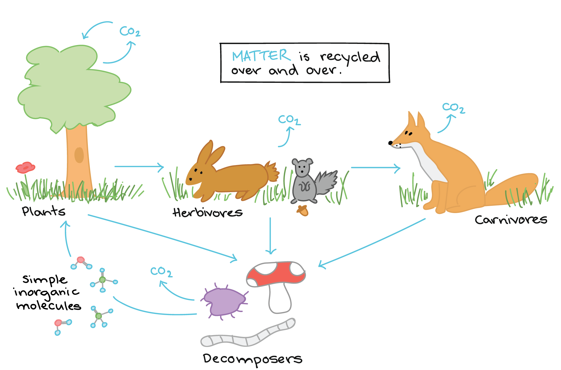example of a stable ecosystem