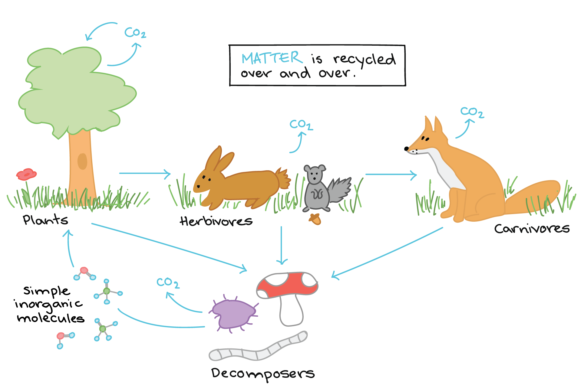 examples of ecosystems for kids