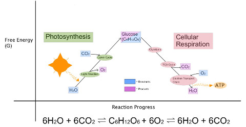 photosynthesis and cellular respiration diagram