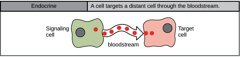 what-are-the-4-types-of-cell-signaling-sharedoc