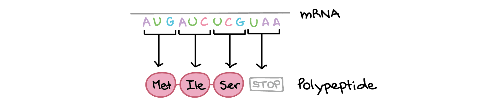 A sequência de RNAm é:

5'-AUGAUCUCGUAA-5'

A tradução envolve a leitura dos nucleotídeos do RNAm em grupos de três, cada qual especifica um aminoácido (ou fornece um sinal de parada indicando que a tradução terminou).

3'-AUG AUC UCG UAA-5'

AUG $\rightarrow$ Metionina
AUC $\rightarrow$ Isoleucina
UCG $\rightarrow$ Serina
UAA $\rightarrow$ "Pare"

Sequência de polipeptídeo: (N-terminal) Metionina-Isoleucina-Serina (C-terminal)