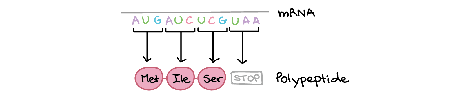  The mRNA sequence is:

5'-AUGAUCUCGUAA-5'

Translation involves reading the mRNA nucleotides in groups of three, each of which specifies and amino acid (or provides a stop signal indicating that translation is finished).

3'-AUG AUC UCG UAA-5'

AUG $\rightarrow$ Methionine
AUC $\rightarrow$ Isoleucine
UCG $\rightarrow$ Serine
UAA $\rightarrow$ "Stop"

Polypeptide sequence: (N-terminus) Methionine-Isoleucine-Serine (C-terminus)