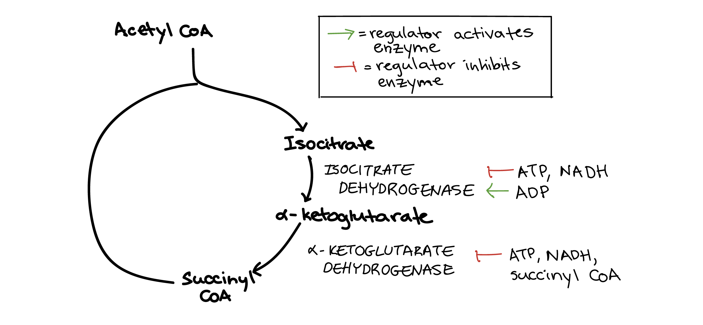 Which Of The Following Statements Are True About Regulation Of This Enzyme