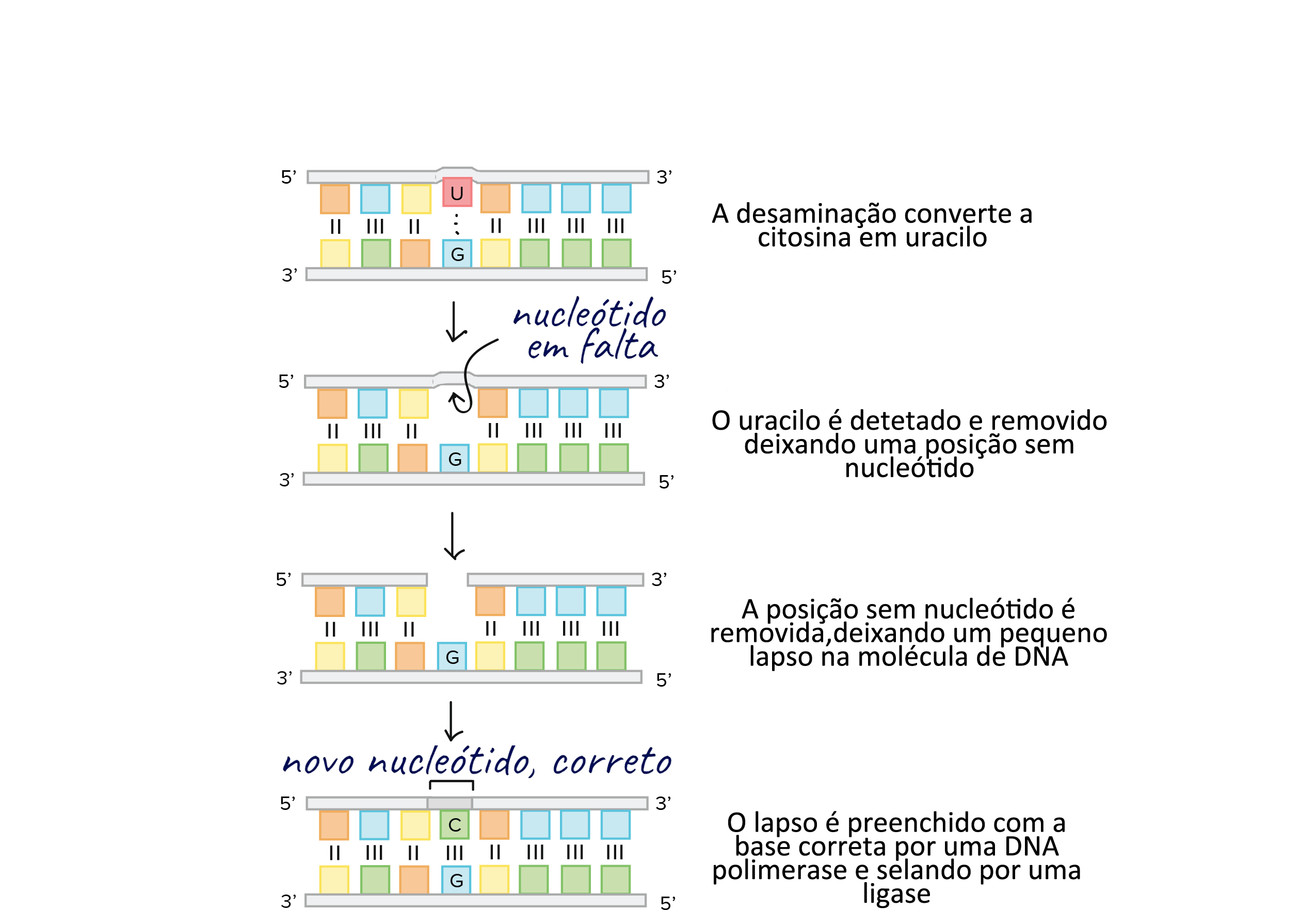 Verificação e reparo de DNA (artigo) | Khan Academy, image size:2550x1764