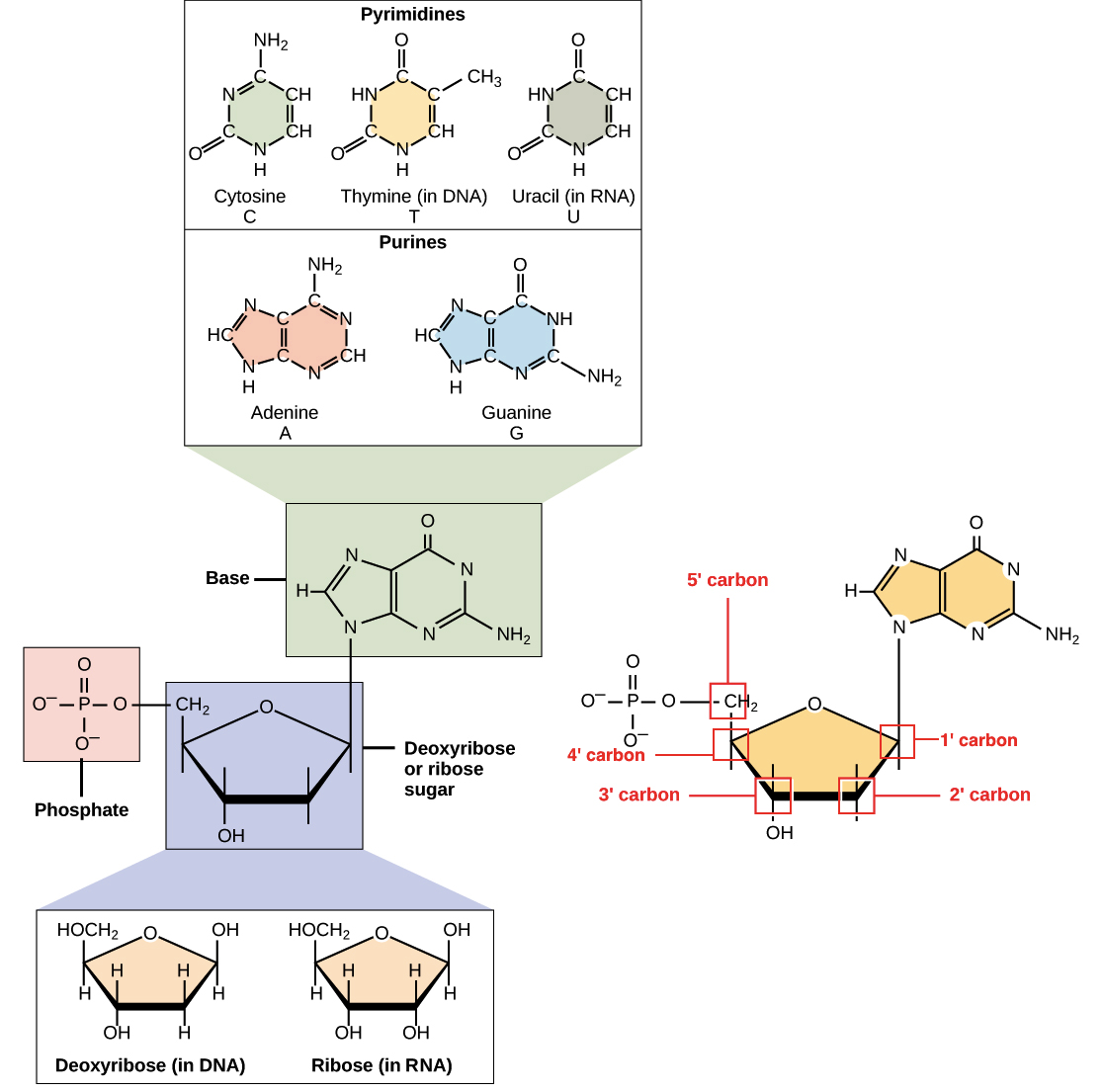 rna structure