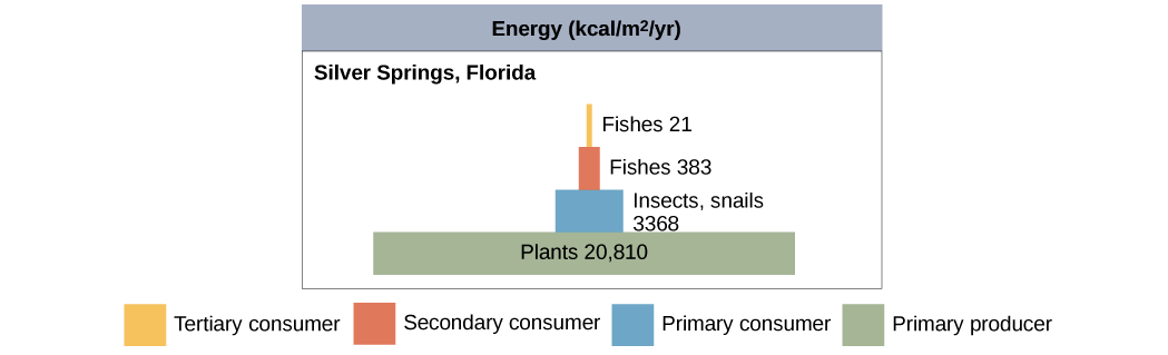 Energy Flow Chart In Ecosystem