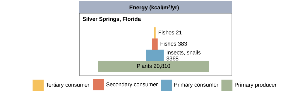 Top 3 Models of Energy Flow in a Community