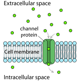 facilitated diffusion examples