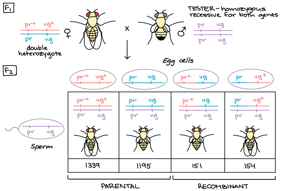 Maps of linkage group 1 (LG1) of female parent OSU 252.146 (left) and