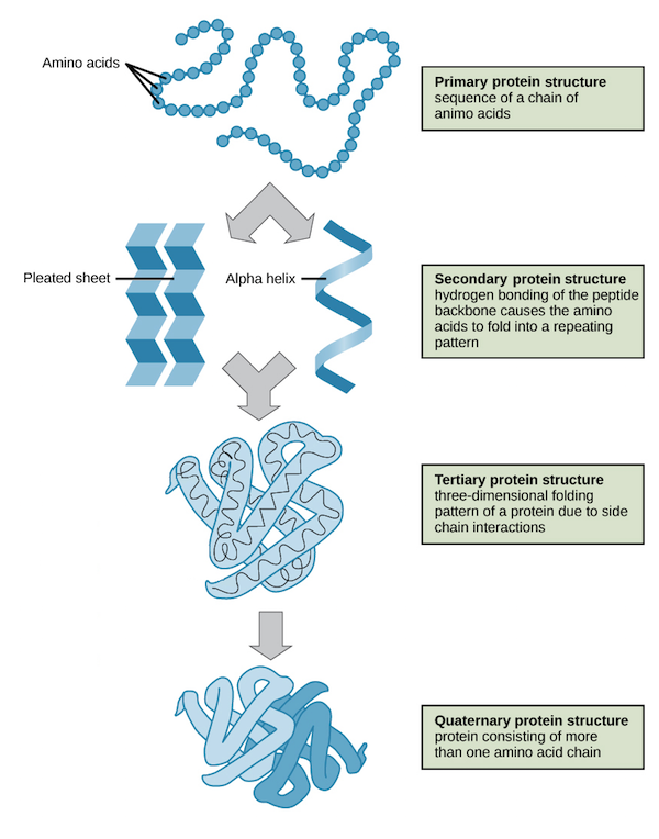 secondary structure of protein definition