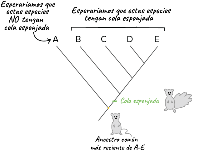 Como Construir Un Arbol Filogenetico Articulo Khan Academy