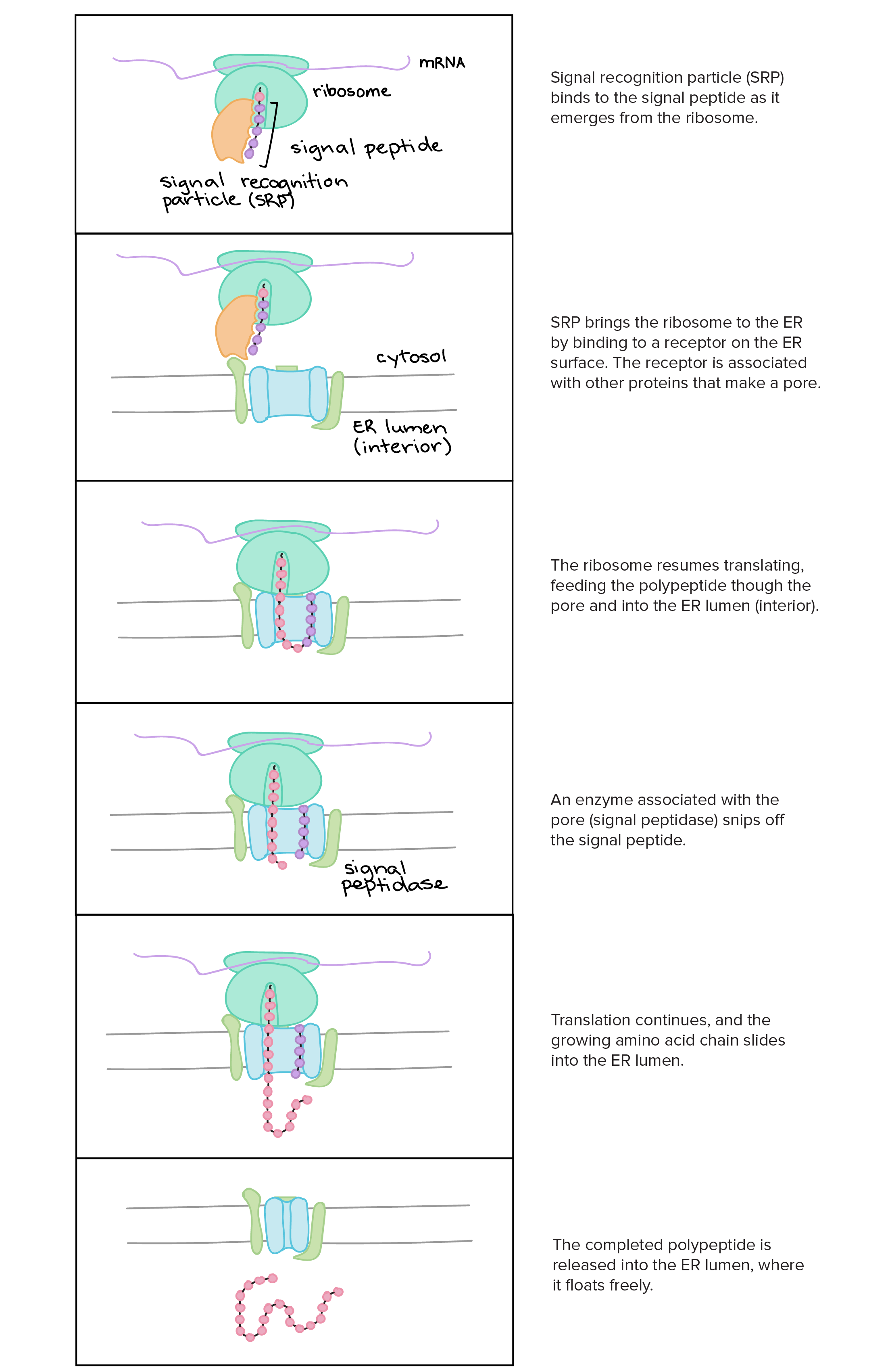 1. A Partícula Reconhecedora de Sinal (PRS) liga-se ao peptídeo sinal conforme ele emerge do ribossoma.

2. A PRS trás o ribossomo ao RE, ligando-se a um receptor na superfície do RE. O receptor está associado com 
outras proteínas que fazem um poro.

3. O ribossomo retoma a tradução, alimentando o polipeptídeo através do poro e para dentro do lúmen (interior) do RE.

4. Uma enzima associada com o poro corta o peptídeo sinal.

5. A tradução continua e a cadeia crescente de aminoácidos desliza para o interior do RE.

6. O polipeptídeo completo é liberado no lúmen do RE, onde fica flutuando livremente.