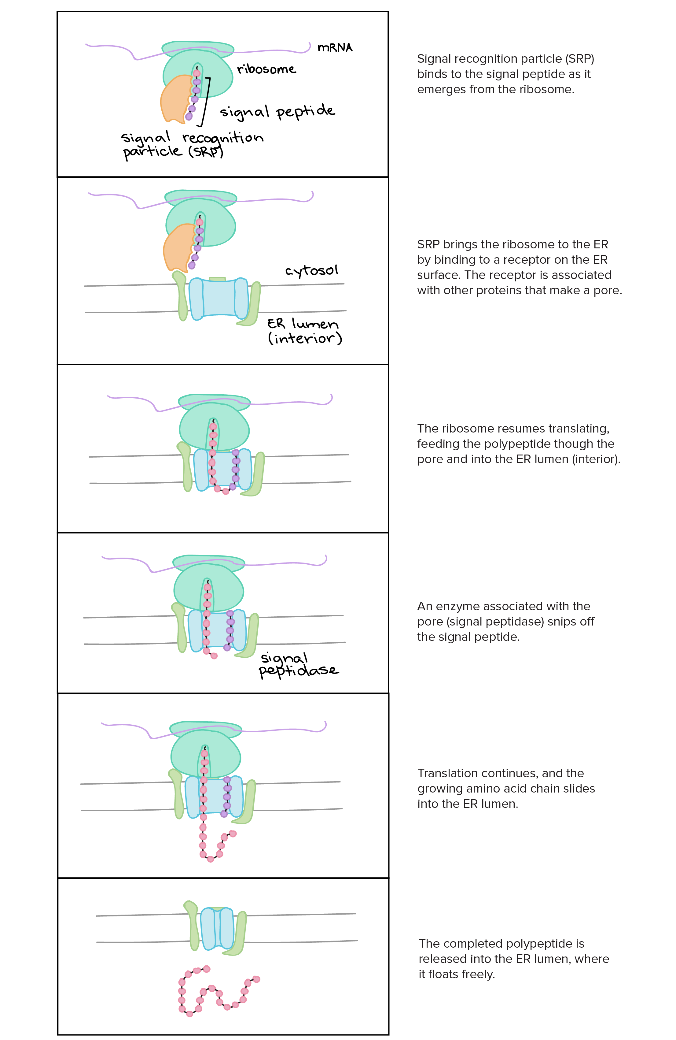 Protein Synthesis Flow Chart Key