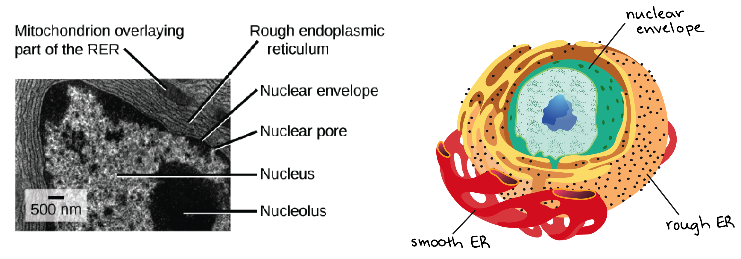 endoplasmic reticulum micrograph