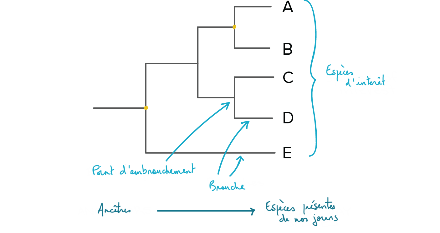 arbre de vie phylogénétique simple