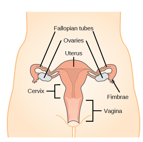 female reproductive system not labeled