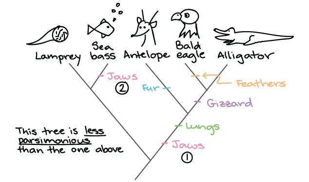 simple phylogeny