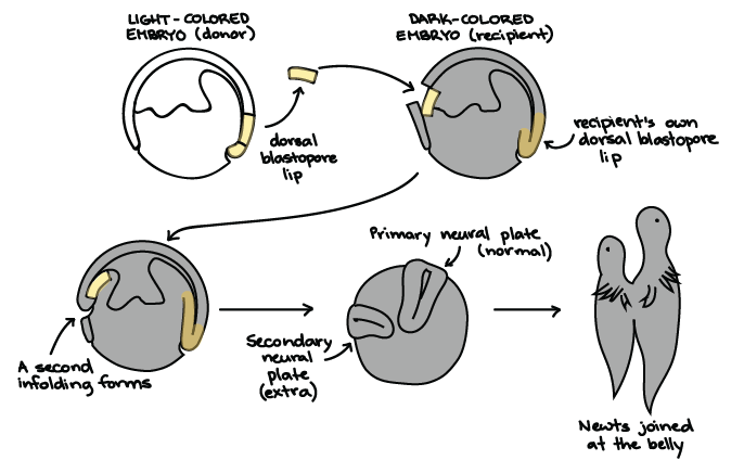 xenopus laevis life cycle