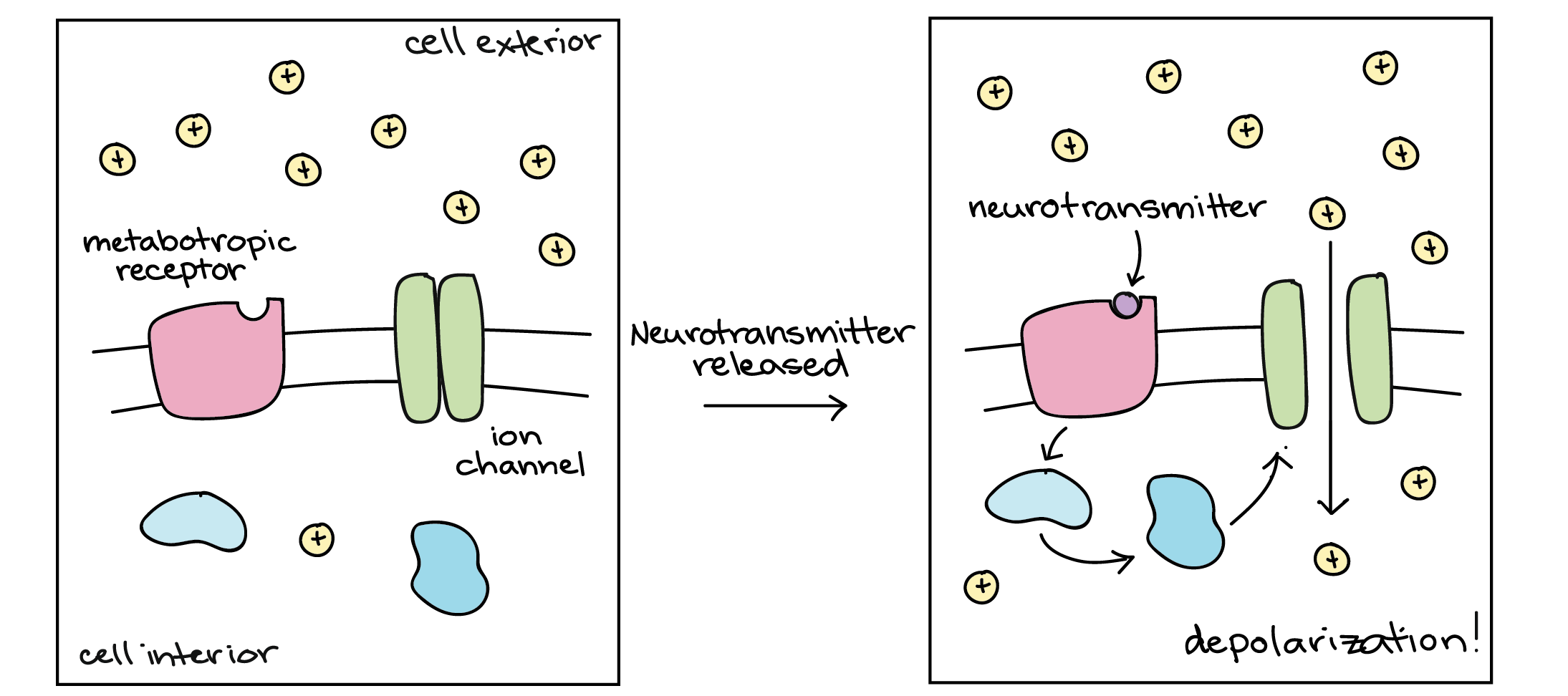 Diagram of one way that a metabotropic receptor can act. The ligand binds to the receptor, which triggers a signaling cascade inside the cell. The signaling cascade causes the ion channel to open, allowing cations to flow down their concentration gradient and into the cell, resulting in a depolarization.