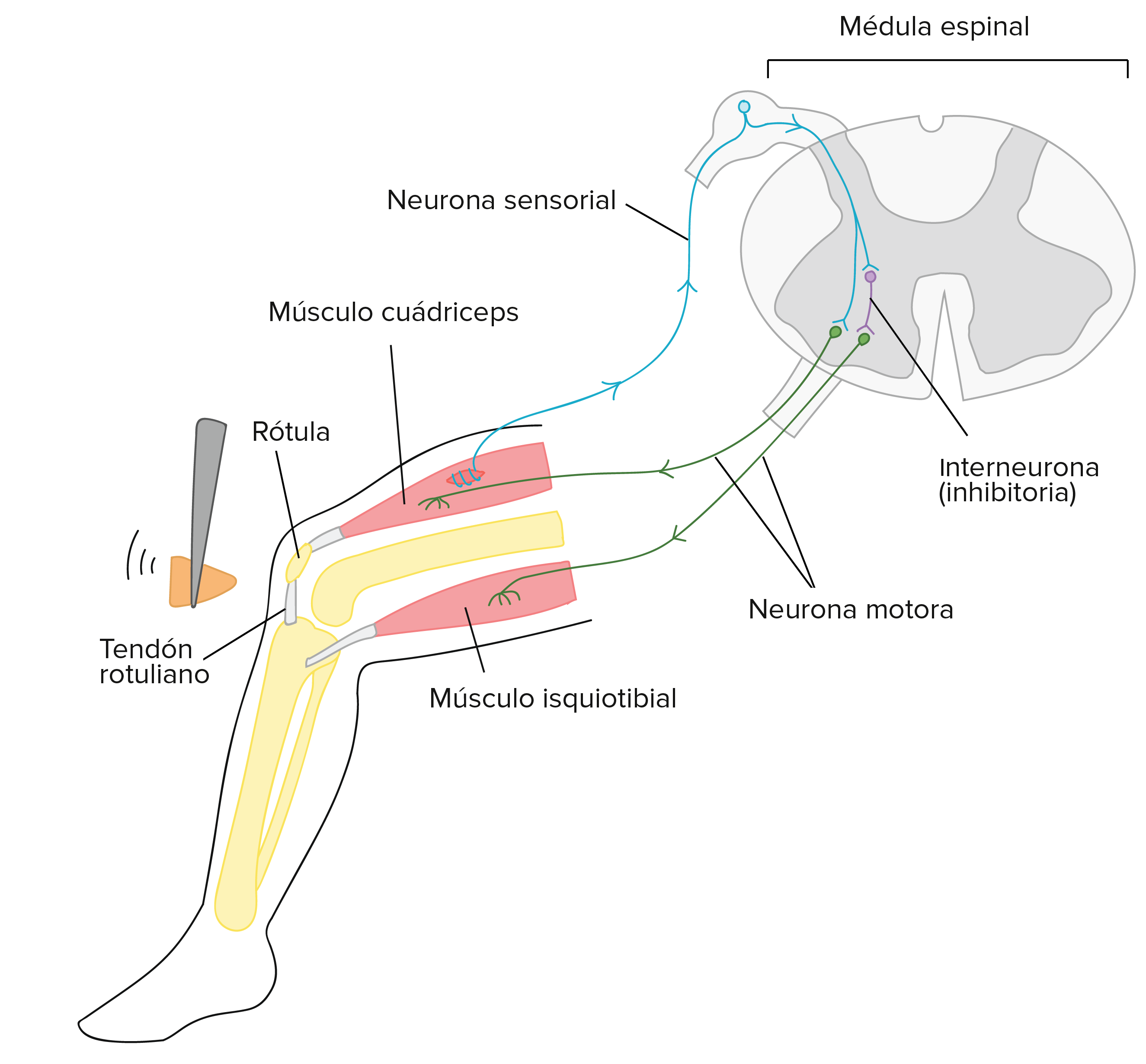Diagrama simplificado de los circuitos neurales involucrados en el reflejo rotuliano. Cuando se golpea ligeramente el tendón rotuliano, el músculo cuádriceps que se encuentra en la parte frontal del muslo se estira y activa una neurona sensorial que envuelve la célula múscular. El axón de la neurona sensorial llega hasta la médula espinal, donde forma sinapsis con dos blancos:

1. La neurona motora que enerva el músculo cuádriceps. La neurona sensorial activa la neurona motora y causa la contracción del músculo cuádriceps.

2. La interneurona. La neurona sensorial activa la interneurona. Sin embargo, esta interneurona es inhibitoria en sí misma y el blanco de su inhibición es una neurona motora que viaja hasta el músculo isquiotibial en la parte posterior del muslo. Así, la activación de la neurona sensorial sirve para inhibir la contracción en el músculo isquiotibial. Por lo tanto, el músculo isquiotibial se relaja y facilita la contracción del músculo cuádriceps (al cual antagoniza el músculo isquiotibial).