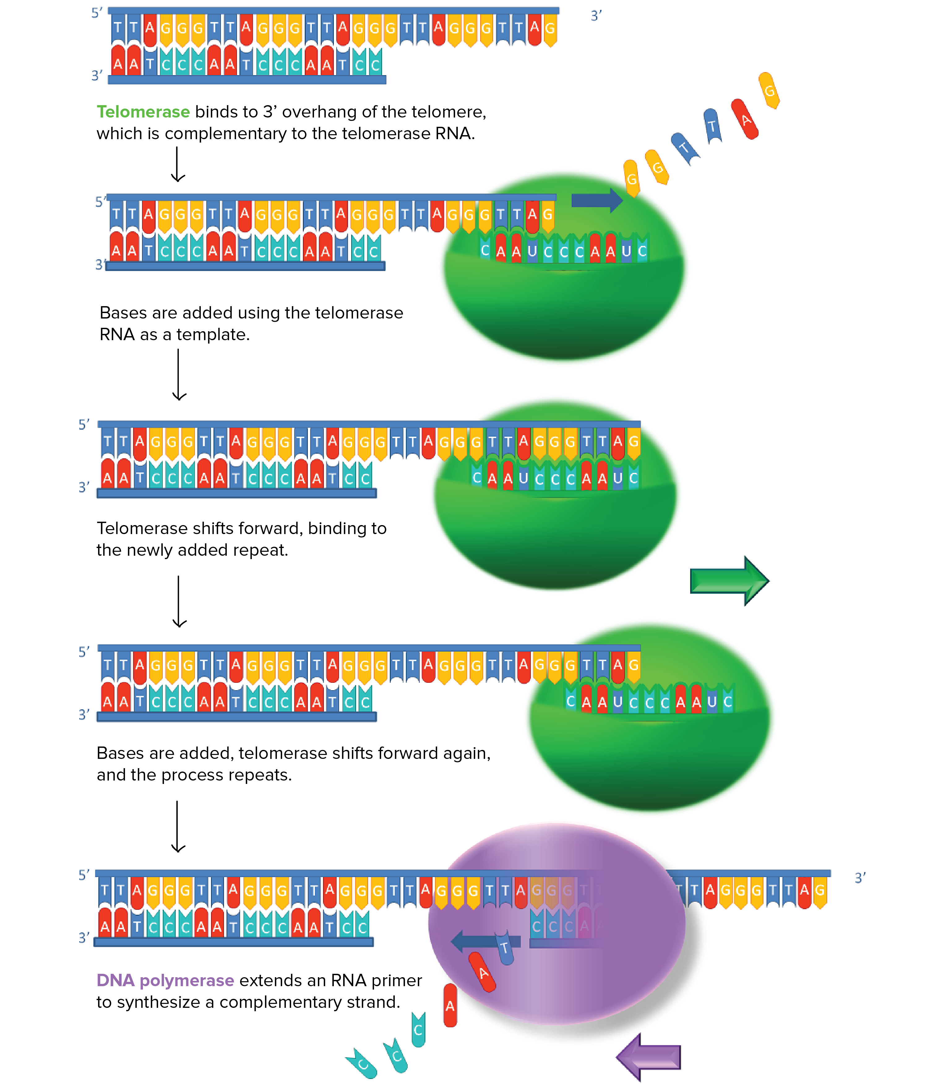 Telomeres And Telomerase Article Khan Academy