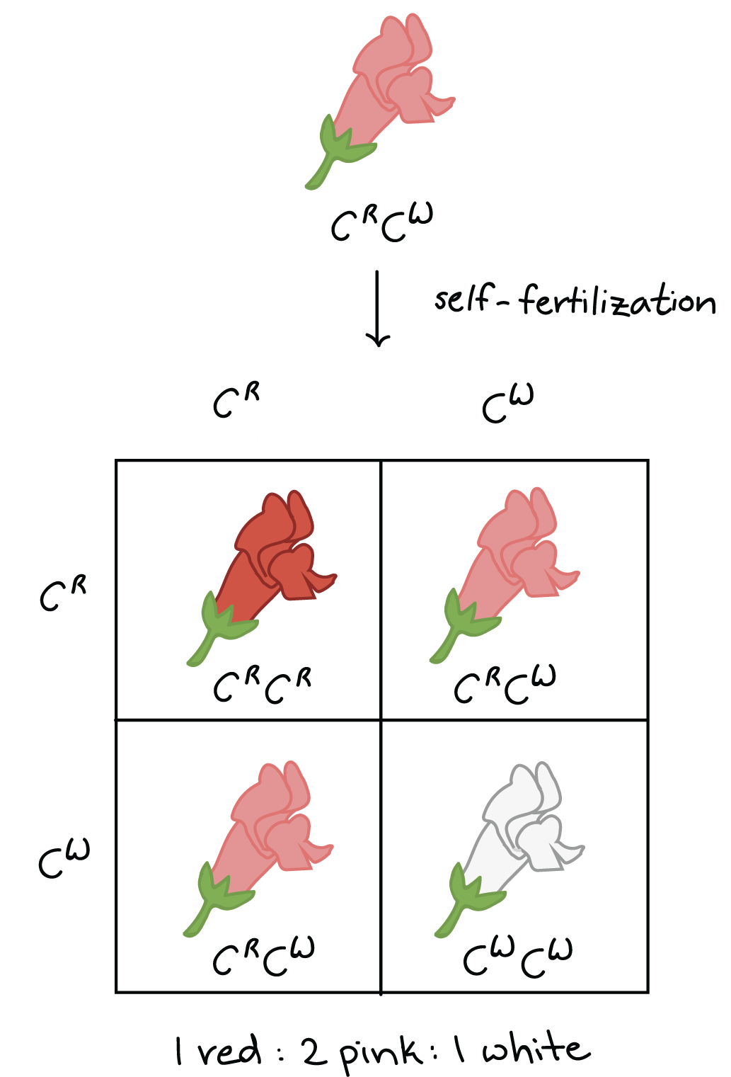 Incomplete Dominance Codominance Multiple Alleles Article Khan Academy