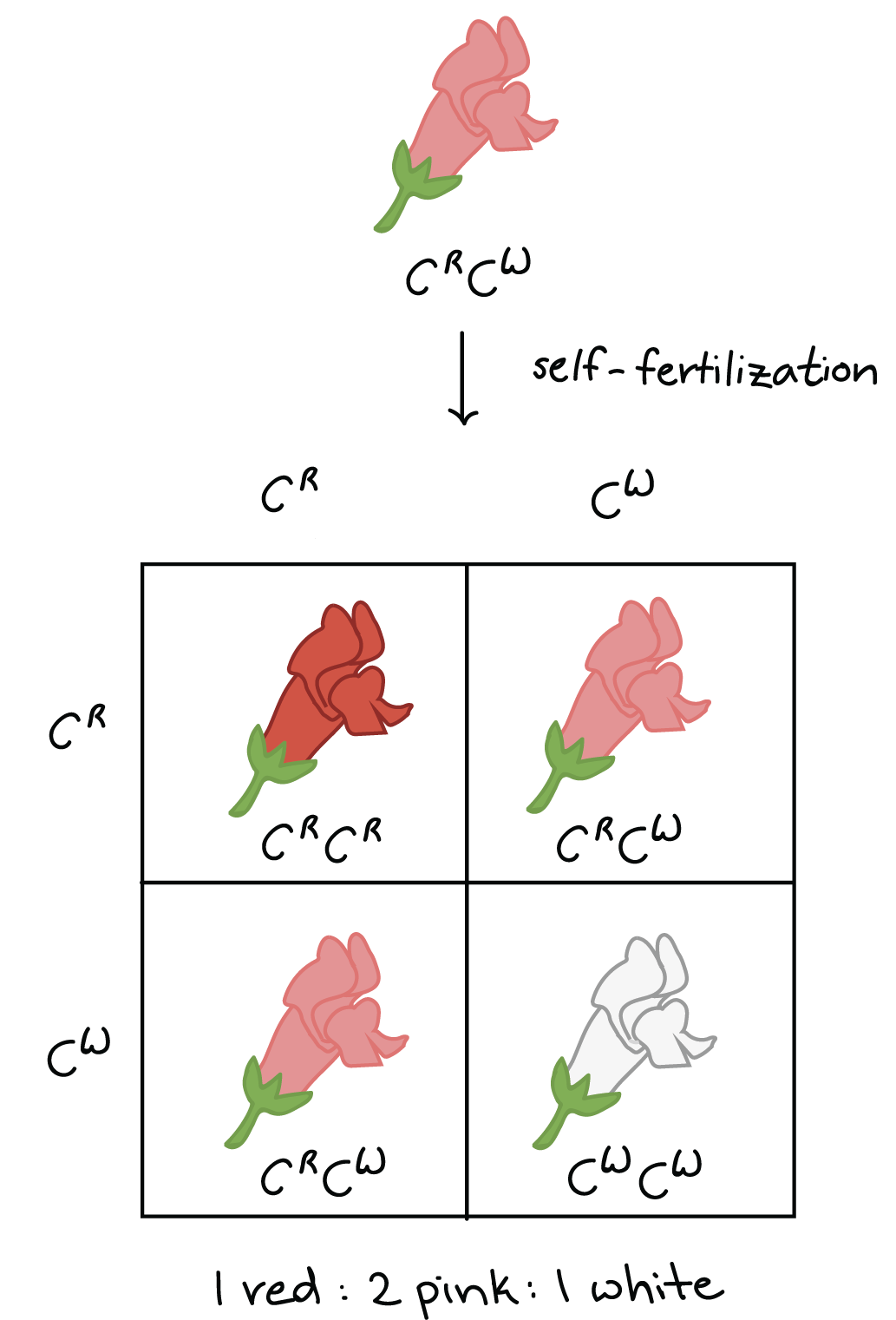 incomplete dominance punnett square