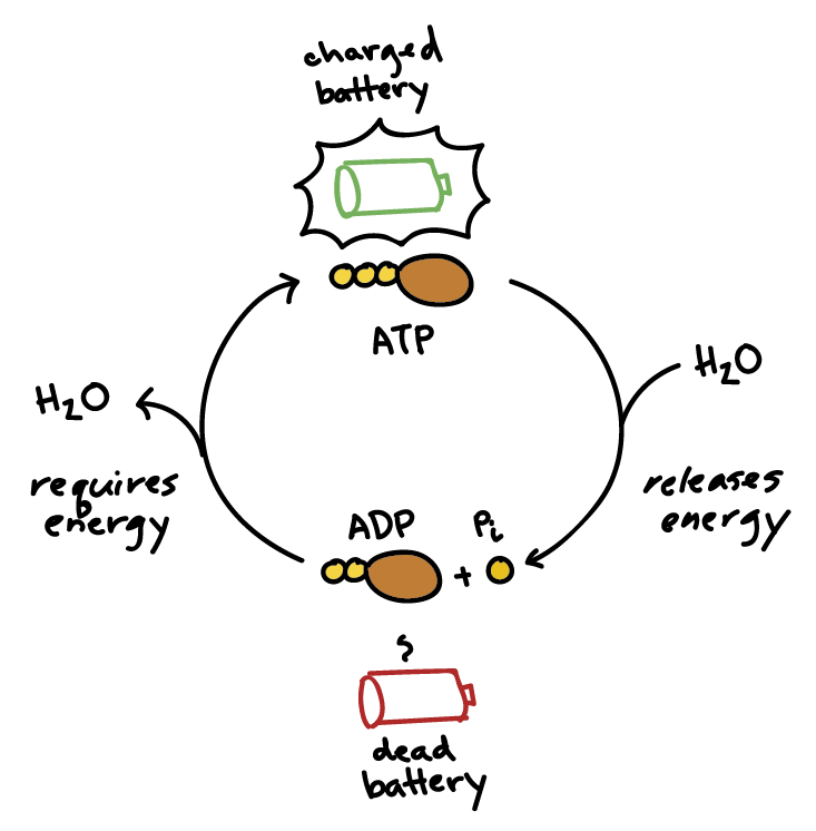 Atp Cycle And Reaction Coupling Energy Article Khan Academy