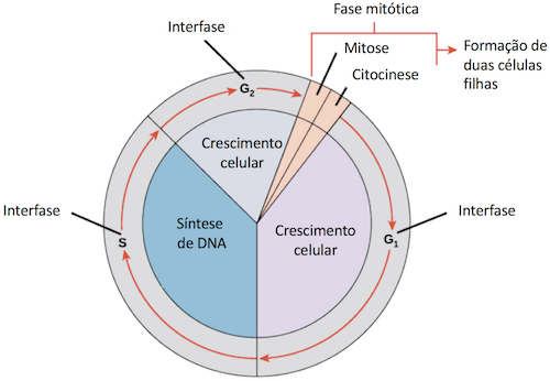 Fases do ciclo celular (artigo)