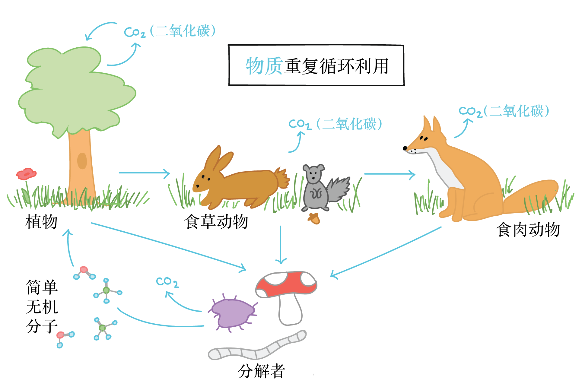 什么是生态系统？ (文章) | 生态系统简介| 可汗学院