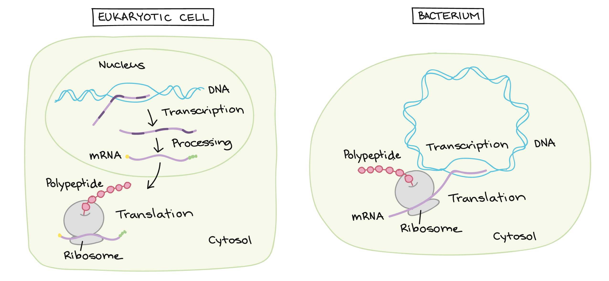 Eukaryotic pre-mRNA processing, RNA splicing (article)