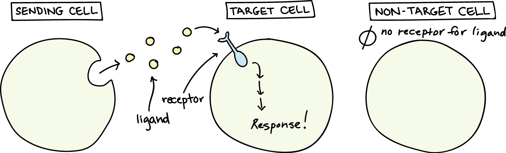 Why do cells not respond to every signal?