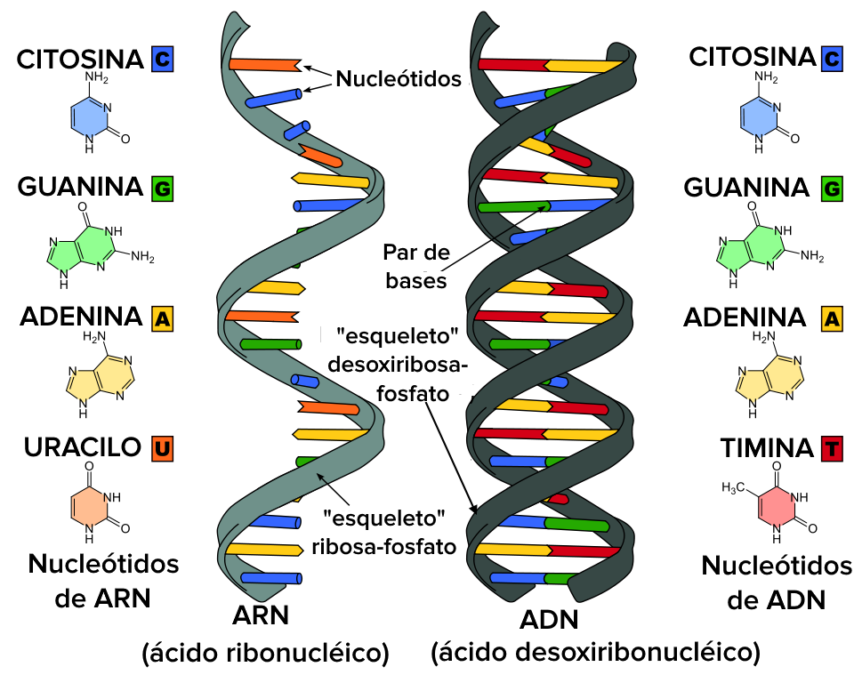 Repaso de ARN y síntesis de proteínas (artículo) | Khan Academy