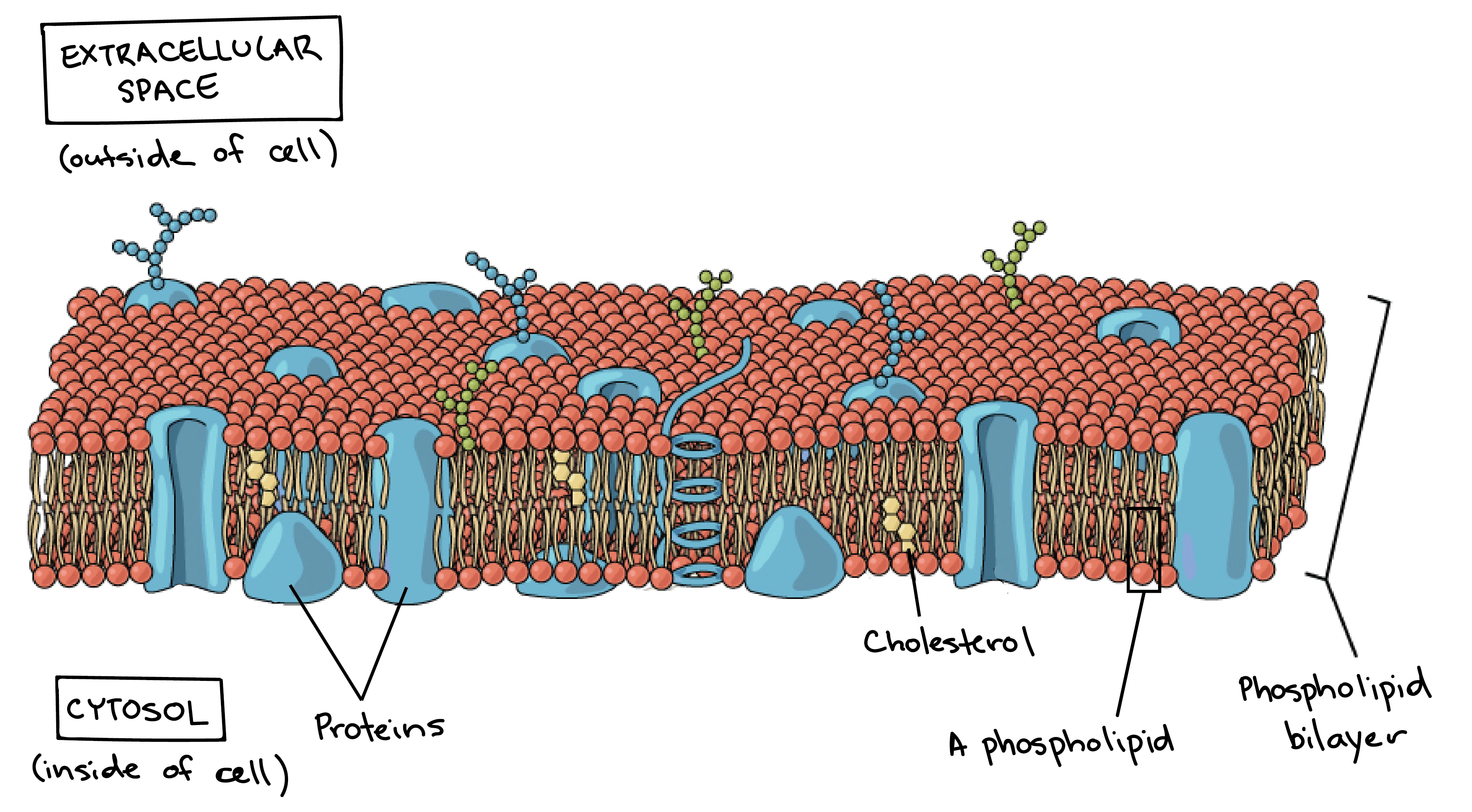 Structure Of Plasma Membrane Diagram / Components And Structure