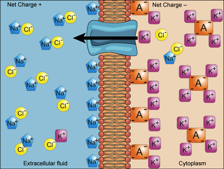 sodium potassium pump excess charge