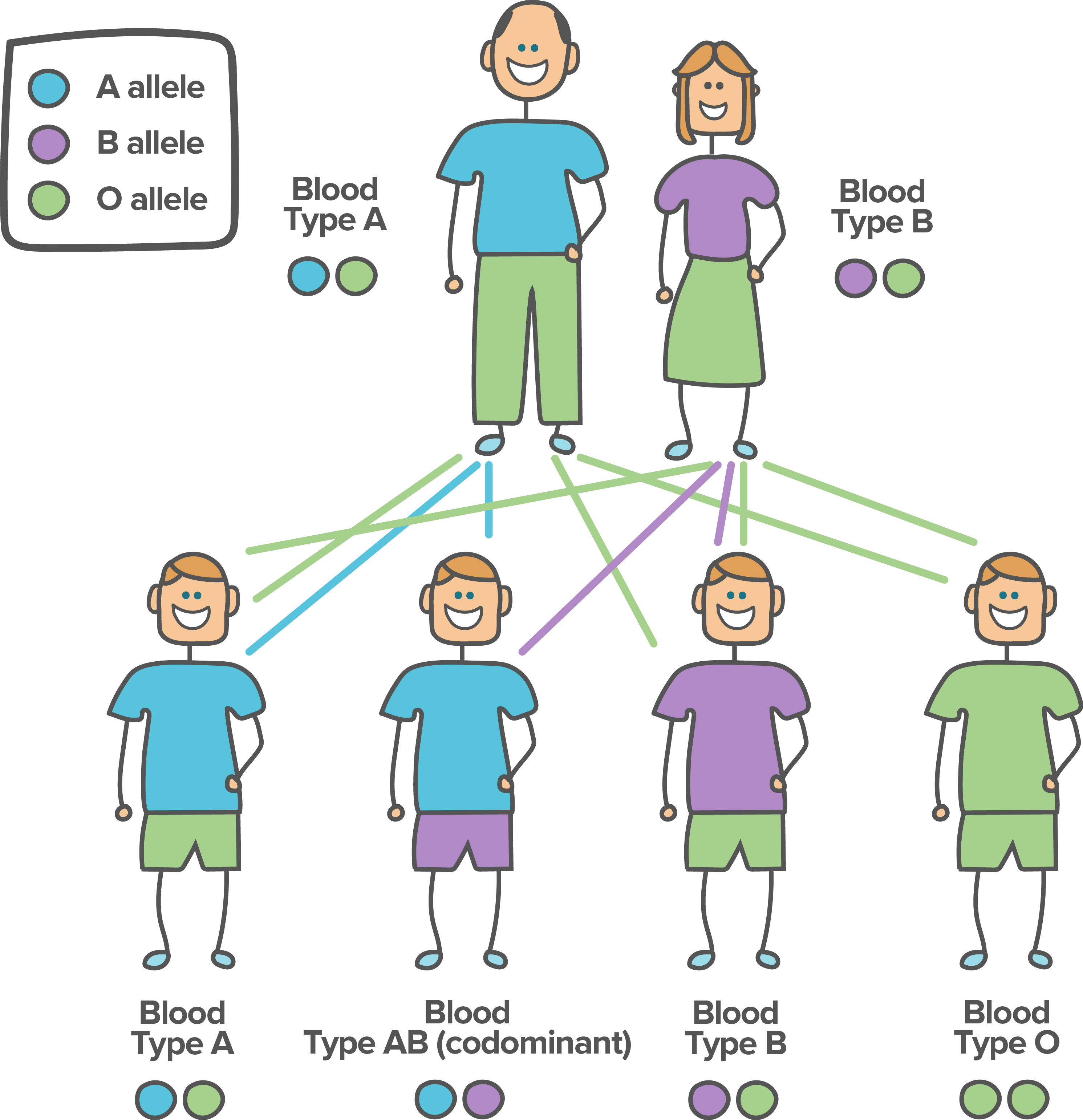 heredity-factors-affecting-child-development-human-growth-and