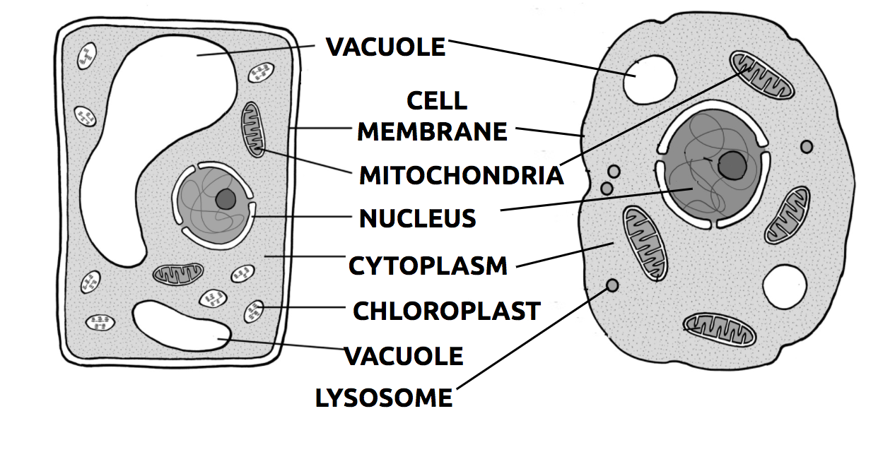 animal cell diagram not labeled black and white