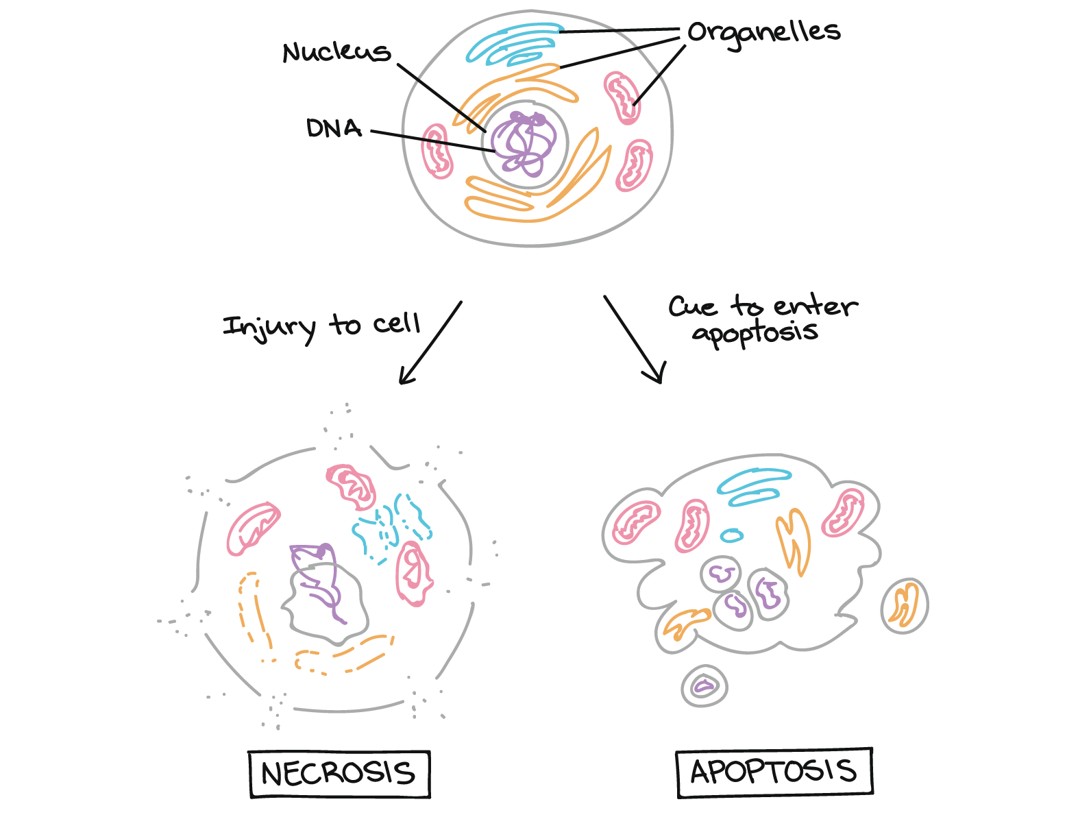 Apoptosis Article Developmental Biology Khan Academy