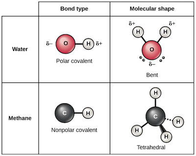 bond covalent bond in water