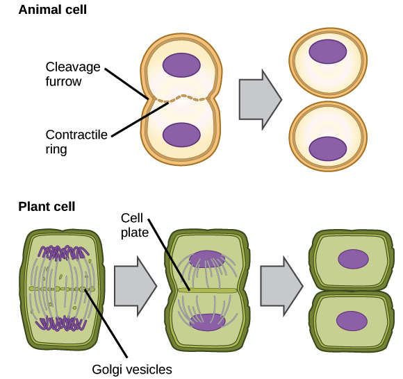 telophase in plant cells