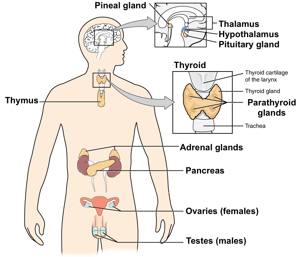 Human Gland Chart