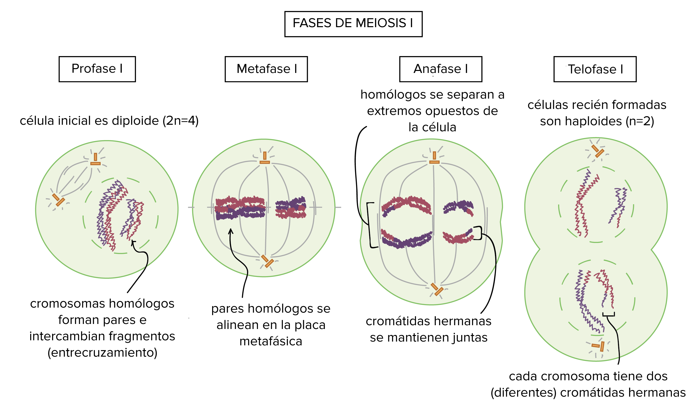 Las fases de la meiosis I

Profase I: la célula inicial es diploide 2n = 4. Los cromosomas homólogos se emparejan e intercambian fragmentos en el proceso de entrecruzamiento.

Metafase I: los pares homólogos se alinean en la placa metafásica.

Anafase I: los homólogos se separan a extremos opuestos de la célula. Las cromátidas hermanas permanecen juntas.

Telofase I: las células recién formadas son haploides, n = 2. Cada cromosoma tiene todavía dos cromátidas hermanas, pero las cromátidas de cada cromosoma ya no son idénticas entre sí.