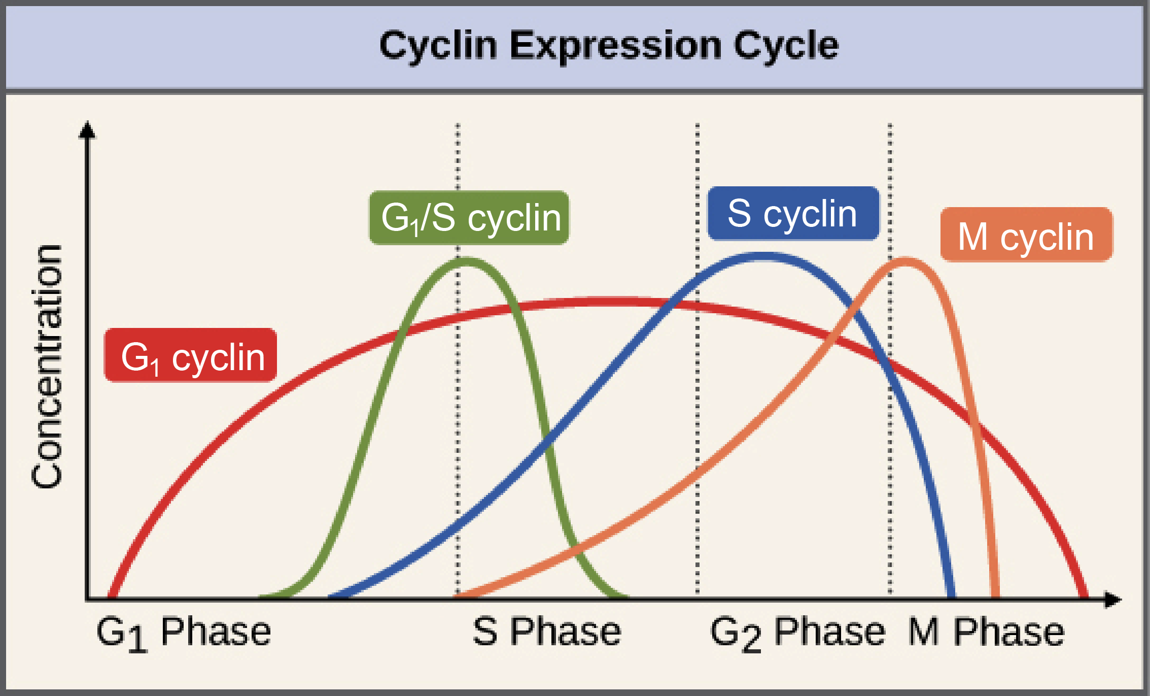 Cell Cycle Regulators Article Khan Academy