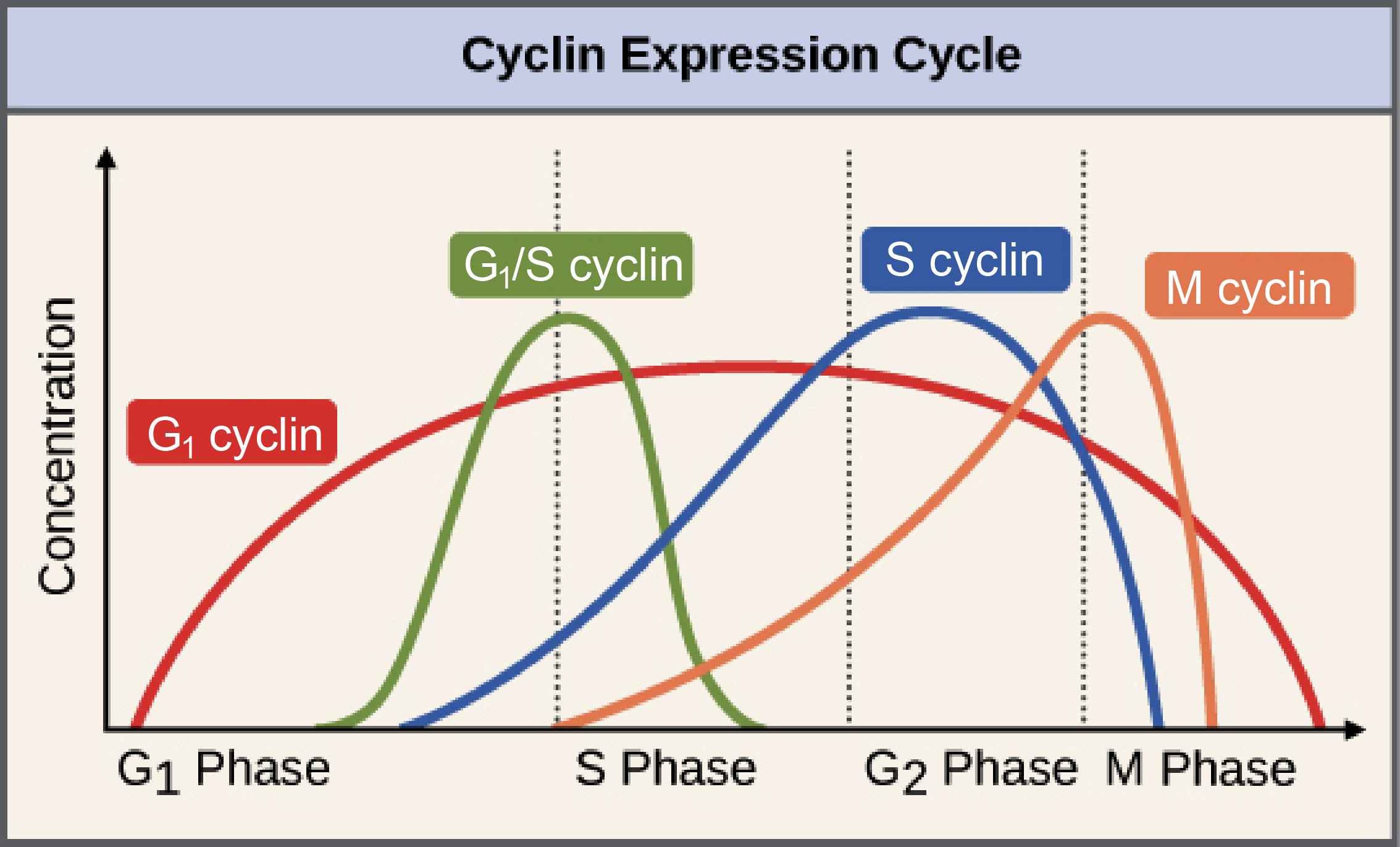 Cell Cycle Phases For Kids