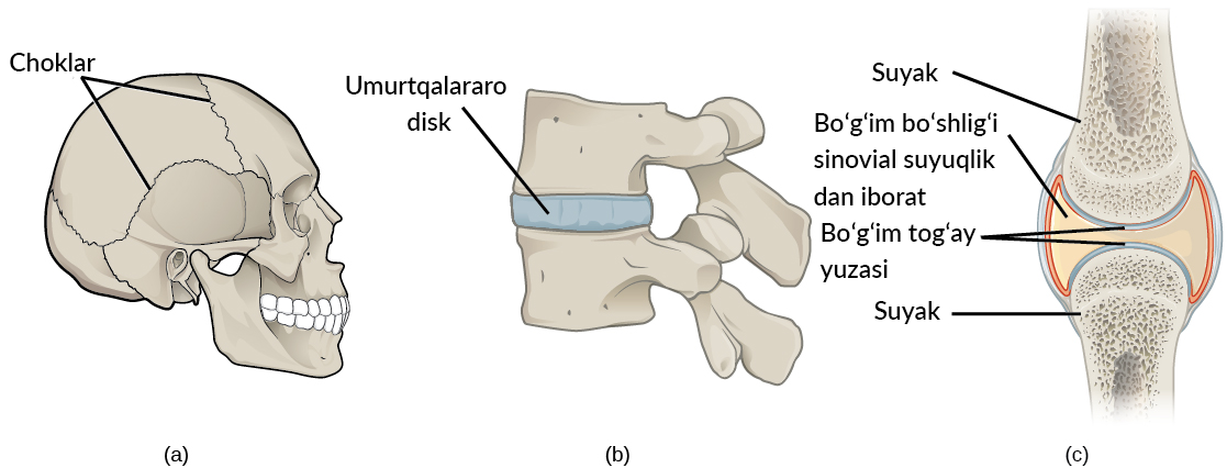 Joints bones. Скаффолд кость. Fixed Bone connection. Fibrous Joints. Types of Joint Bone to Bone.