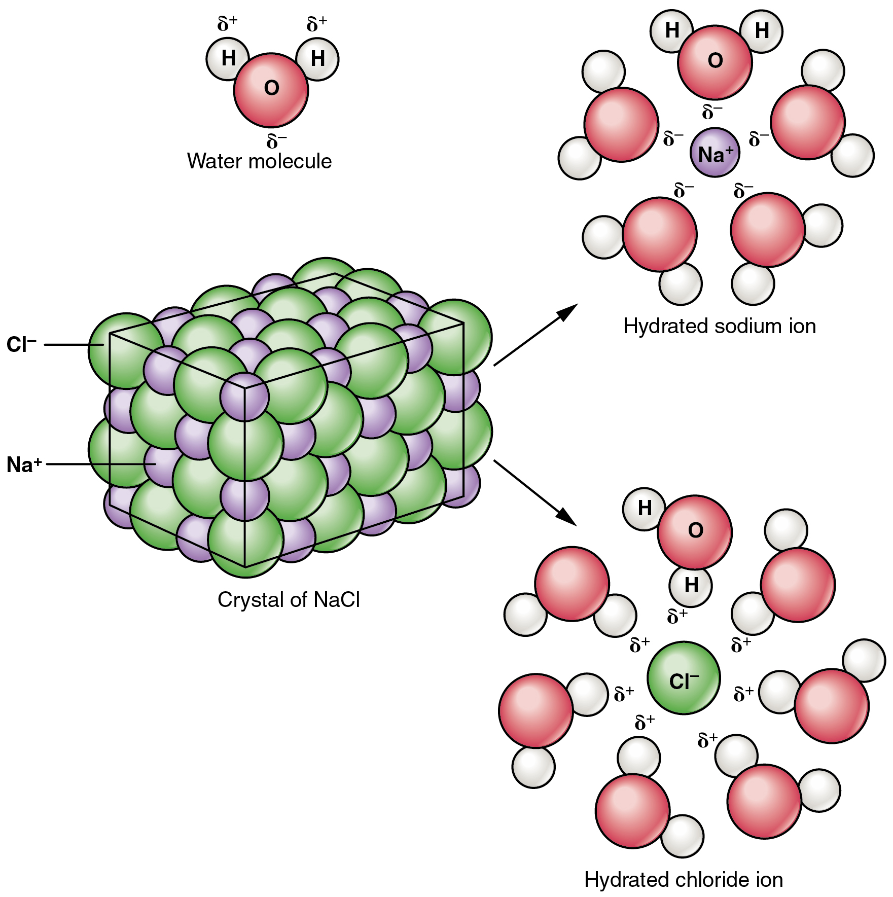 Hasil carian imej untuk what happen when water added into salt"