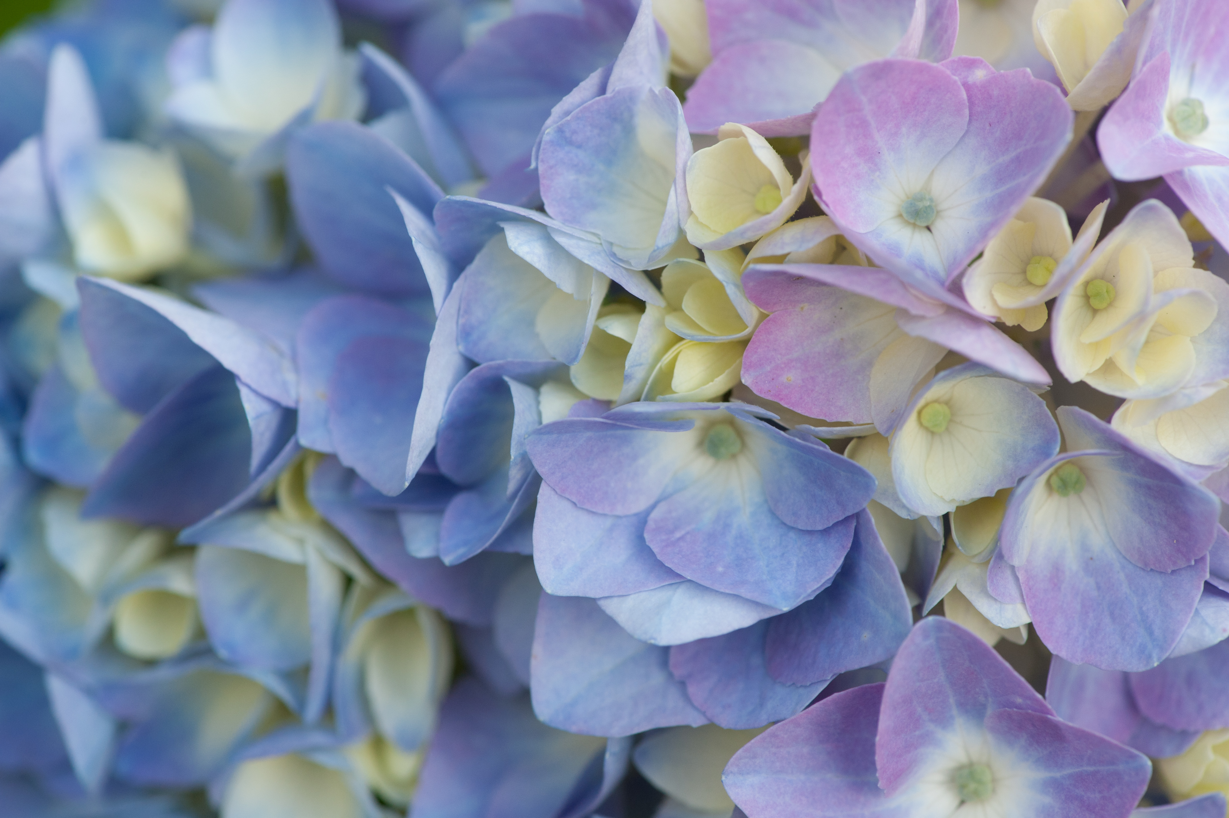 Hortensias azul-violeta junto a hortensias púrpura tirando a rosado