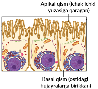 Rus yoshlar pornosini onlayn tomosha qiling Eshak yalaganlar porno